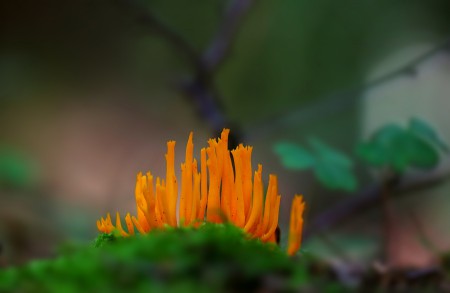 Костёр в лесу